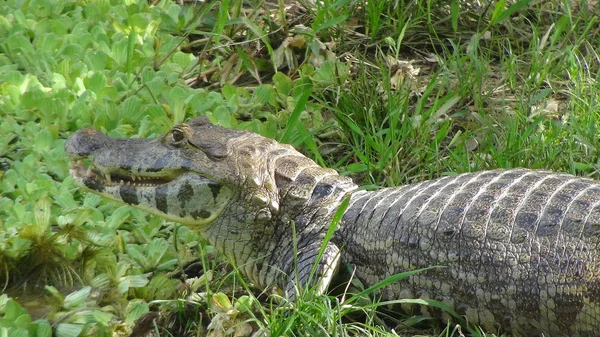 Reptil in bolivien, südamerika. — Stockfoto