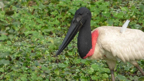 Jabiru in bolivien, südamerika. — Stockfoto