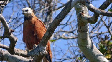 Bolivya'da, Güney Amerika Şahin.