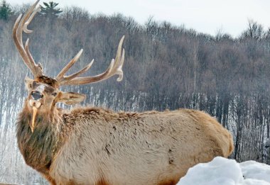 Geyik Quebec. Kanada, Kuzey Amerika.