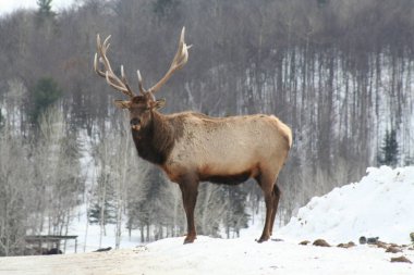 Geyik Quebec. Kanada, Kuzey Amerika.