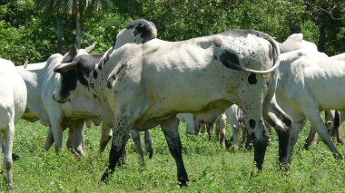 Estancia işaretleme. Bolivya, Güney Amerika.