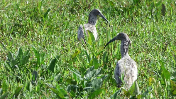 Ibis na Bolívia, América do Sul . — Fotografia de Stock