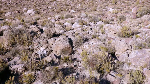 Pole v Altiplano. Bolívie, Jižní Amerika. — Stock fotografie