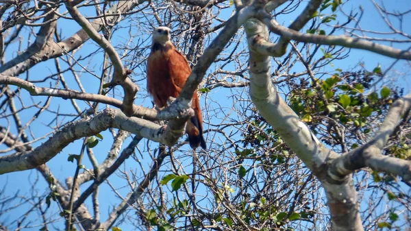 Bolivya'da, Güney Amerika Şahin.