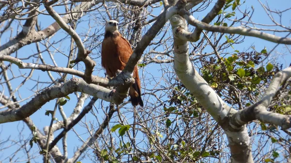 Bolivya'da, Güney Amerika Şahin.