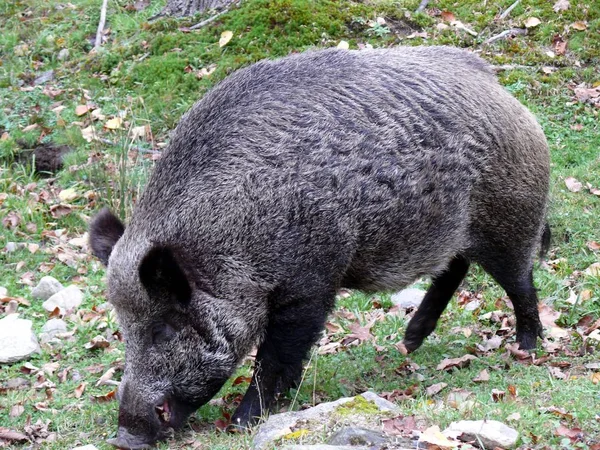 Wildschweine in Quebec. Kanada, nordamerika. — Stockfoto