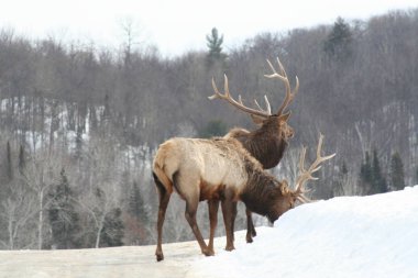 Geyik Quebec. Kanada, Kuzey Amerika.