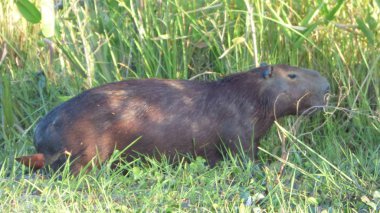 Capibara Bolivya, Güney Amerika.