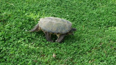 Quebec 'te kaplumbağa. Kanada, Kuzey Amerika.
