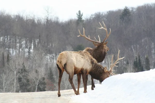 Geyik Quebec. Kanada, Kuzey Amerika.