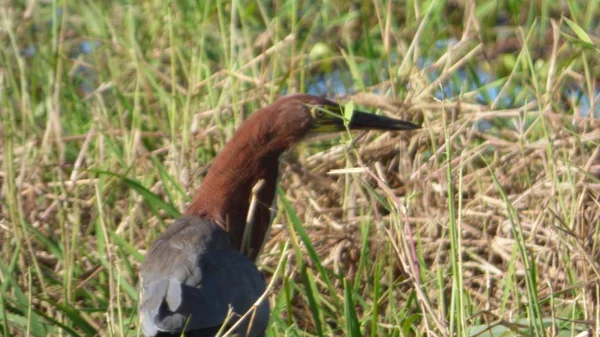 Bolivya, Güney Amerika yaban hayatı.