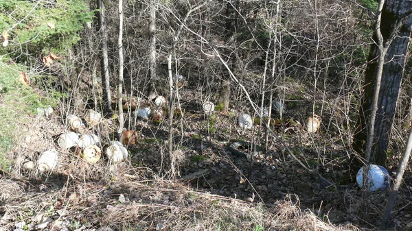 Bush imha Quebec. Kanada, Kuzey Amerika.