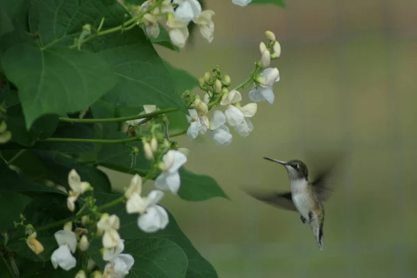 Kolibri Quebec-ben. Kanada, Észak-Amerika. Stock Fotó