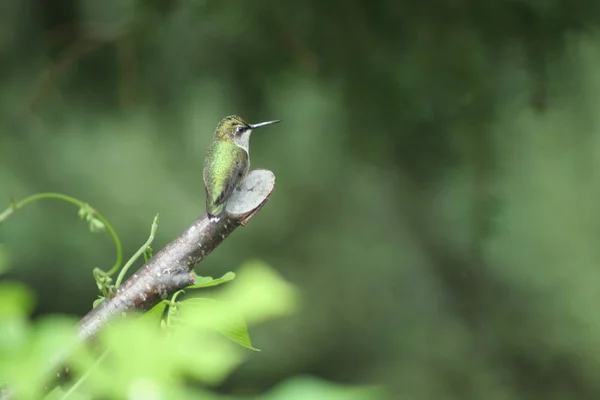 Hummingbird di Quebec. Kanada, Amerika Utara . — Stok Foto