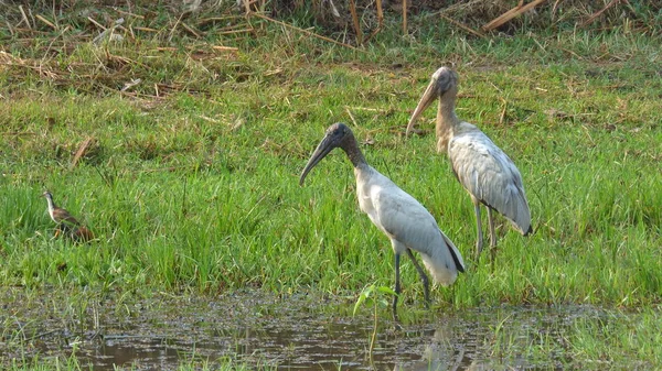 Tântalo em Bolívia, América do Sul . — Fotografia de Stock