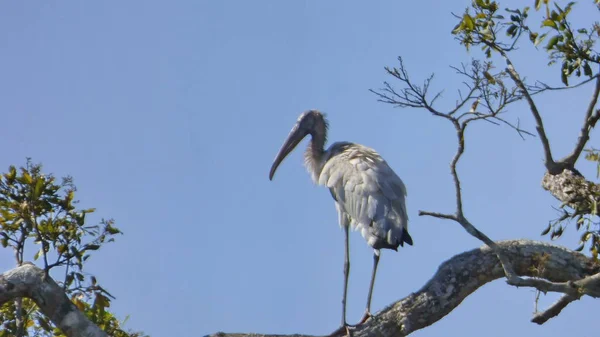 Tântalo em Bolívia, América do Sul . — Fotografia de Stock