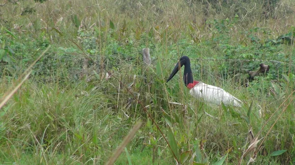 Jabiru w Boliwii, Ameryka Południowa. — Zdjęcie stockowe