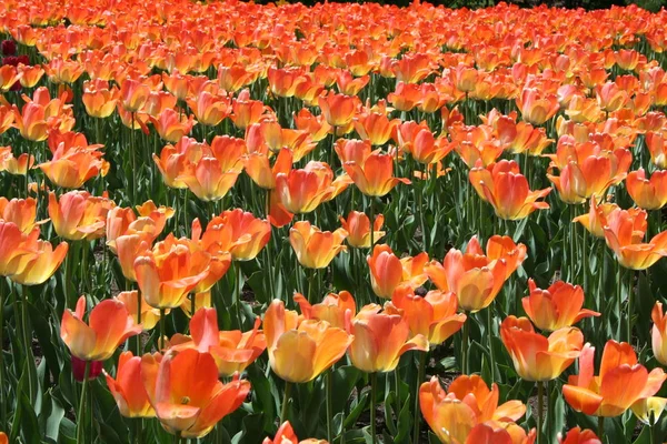 Lale Gatineau içinde. Kanada, Kuzey Amerika.