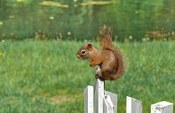 Eichhörnchen in Quebec. Kanada, nordamerika. — Stockfoto