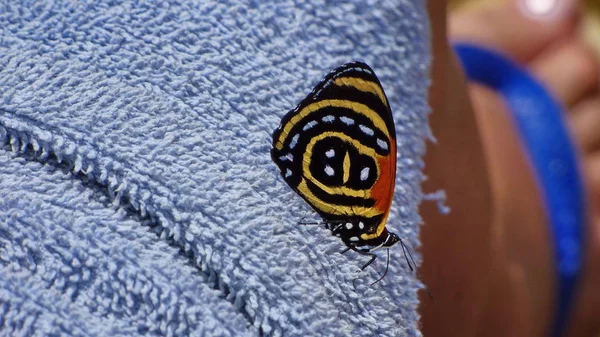 Böcek Bolivya, Güney Amerika.