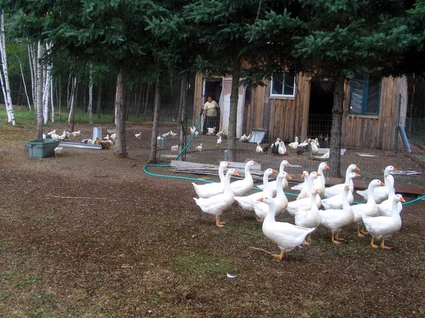 Gans in Quebec. Kanada, nordamerika. — Stockfoto