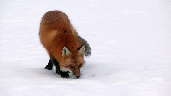 Fuchs in Quebec. Kanada, nordamerika. — Stockfoto