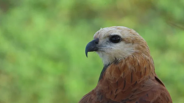 Faune et flore en Bolivie, Amérique du Sud . — Photo