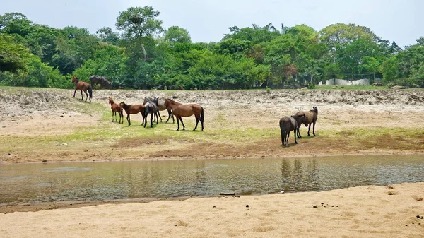 Río en Fleuve. Bolivia, América del Sur . — Foto de Stock