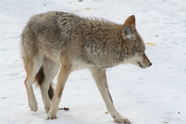 Wolf in Quebec. Kanada, nordamerika. Stockbild