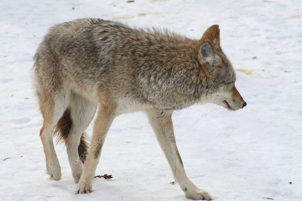 Wolf in Quebec. Canada, north America.