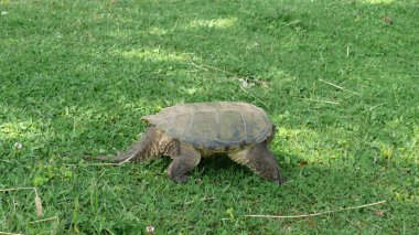 Quebec 'te kaplumbağa. Kanada, Kuzey Amerika.