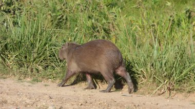 Capibara Bolivya, Güney Amerika.