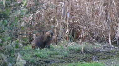 Capibara Bolivya, Güney Amerika.