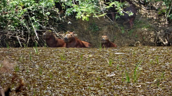 Capibara en Bolivia, América del Sur . —  Fotos de Stock