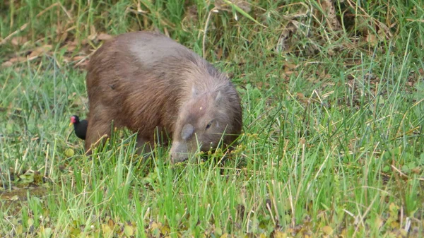 Capibara Bolivya, Güney Amerika.