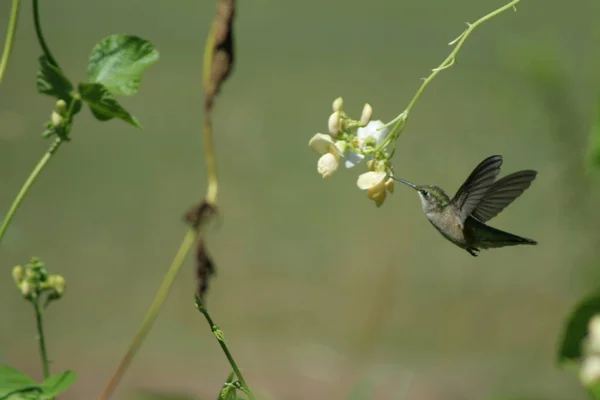 Kolibri Quebec-ben. Kanada, Észak-Amerika. — Stock Fotó
