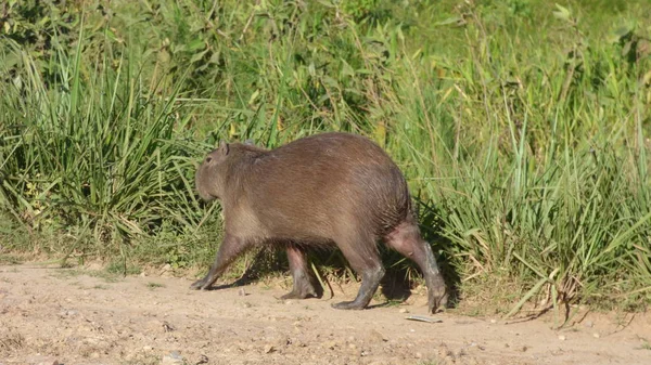 Capibara Bolivya, Güney Amerika.