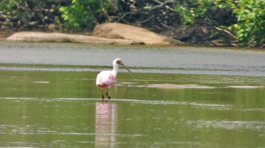 Spatula Fleuve içinde. Bolivya, Güney Amerika.