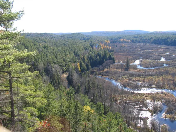 Adelaar in Quebec. Canada, Noord-Amerika. — Stockfoto