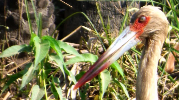 Leylek Bolivya, Güney Amerika.