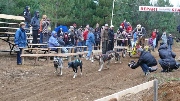 Köpek Quebec. Kanada, Kuzey Amerika.