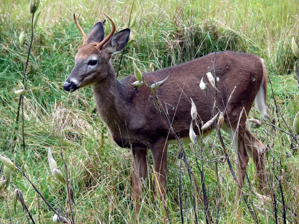 Cerfs au Québec. Canada, Amérique du Nord . — Photo