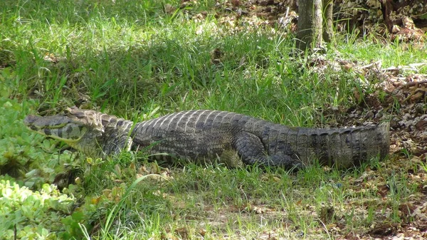 Reptil Bolivya, Güney Amerika.