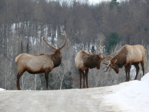 Geyik Quebec. Kanada, Kuzey Amerika.