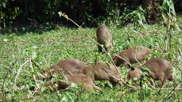 Kapybara i Bolivia, Sydamerika. — Stockfoto