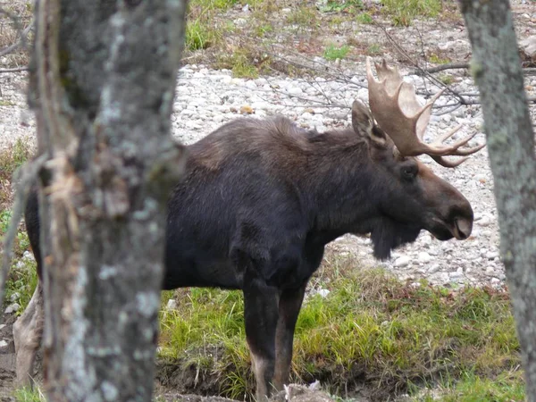 Elch in Quebec. Kanada, nordamerika. lizenzfreie Stockfotos