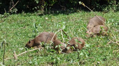 Capibara Bolivya, Güney Amerika.