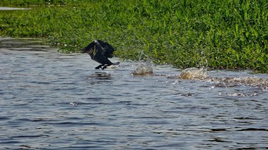 Karabatak Bolivya, Güney Amerika.