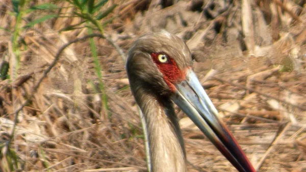 Storch in Bolivien, Südamerika. — Stockfoto